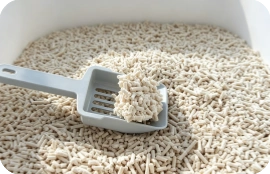cat litter
