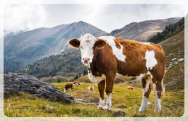 cattle