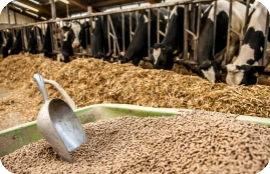 cattles are eating pellet feed
