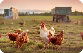 chicken in farm