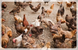 chicken