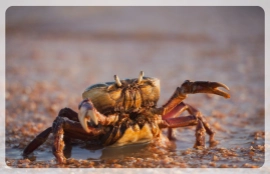 crab