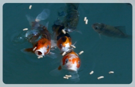 crap fish eating feed