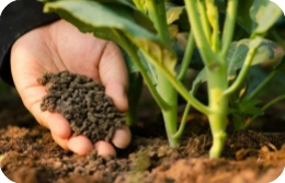Fertilization for Vegetable Crops