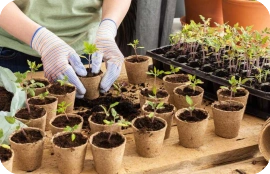 Fertilization for Nurseries