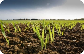 Fertilization for Grain Crops