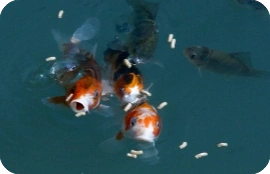 fish in water