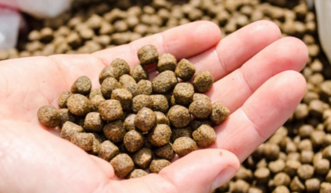 pellets made by small fish feed machine