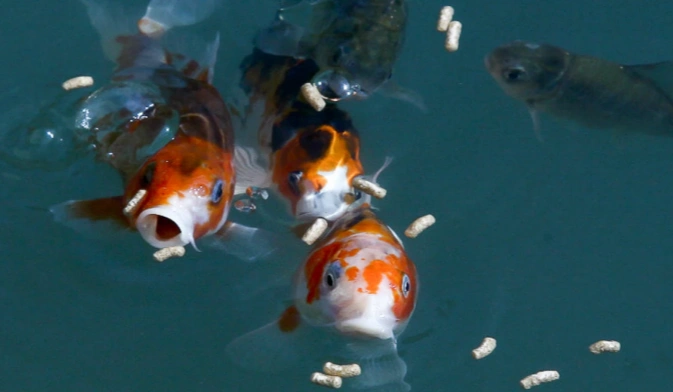 fish feed pellets and fish