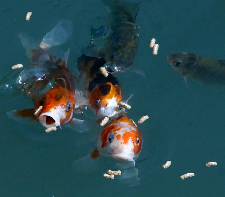 floating fish feed pellets and carp