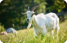 goat in grassland