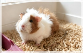 guinea pig in bedding pellets