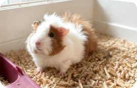 guinea pig on bedding pellets