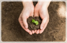 organic fertilizer for planting
