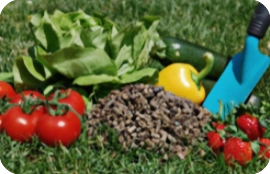 Fertilization for Fruit Orchards