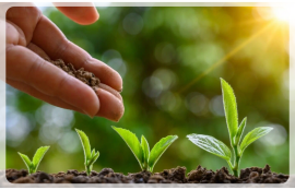 organic soil fertilizer