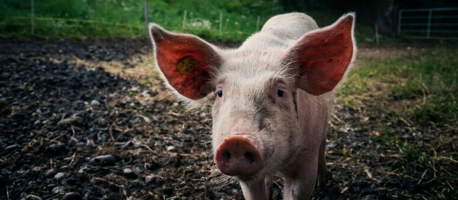 pig