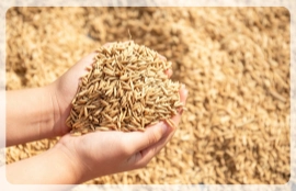 rice husk