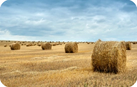 straw bales in field