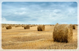 crop straw