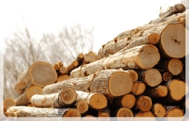 wood log