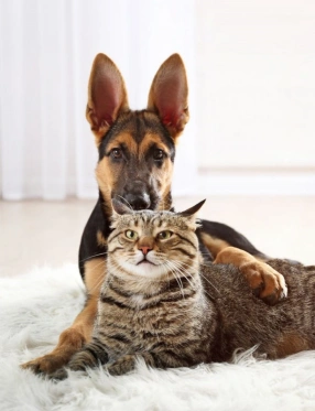cat and dog