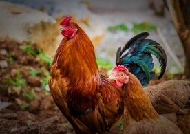 Large Poultry Farms