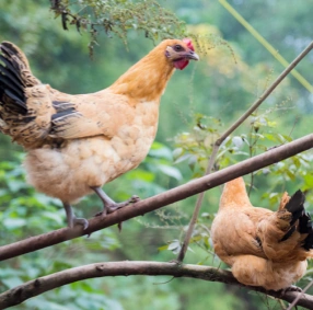 chicken