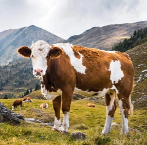 Cattle