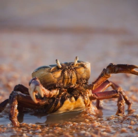 crab