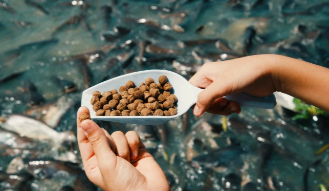 fish feed pellets