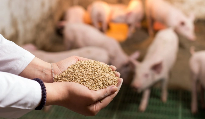 pig feed pellets display
