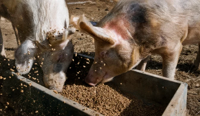 pigs are eating pellet feed