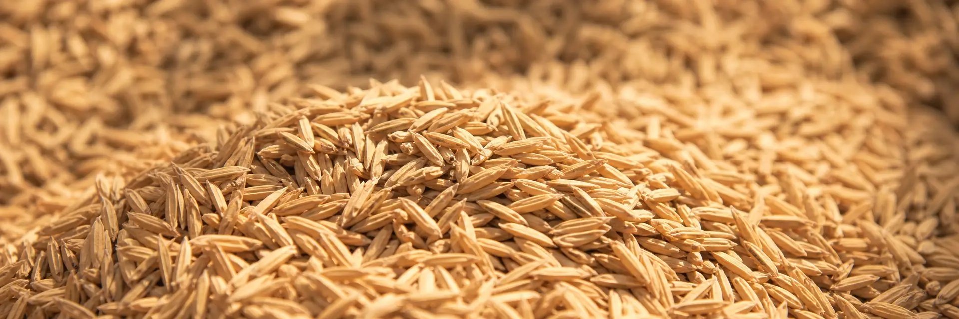 rice husks