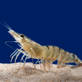 shrimp in water